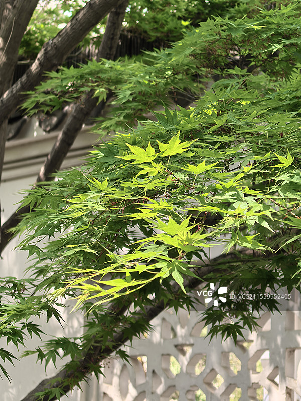 北京东湖别墅春天鸡爪槭图片素材