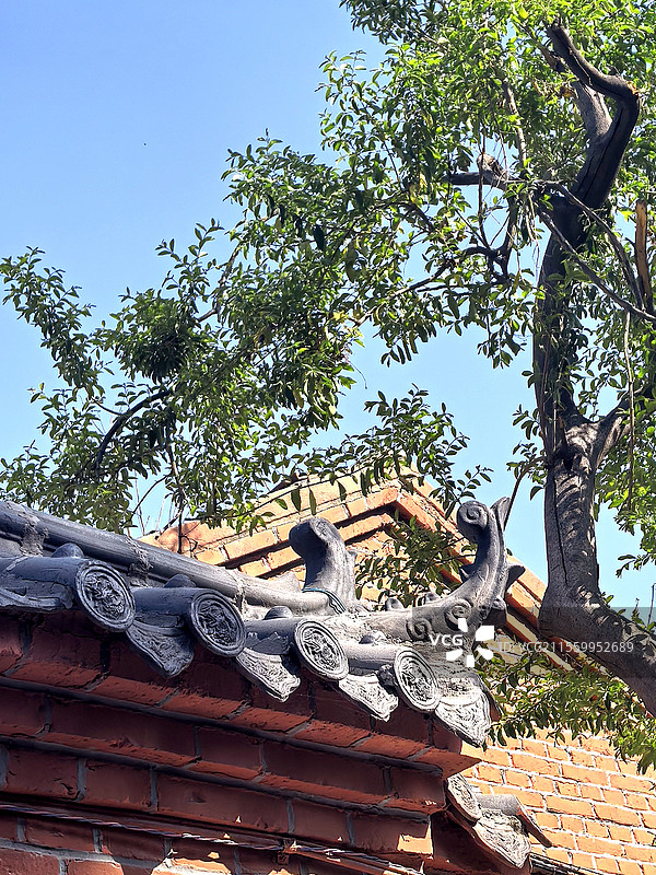 济南铜元局后街传统民居门楣上方的嫩柳图片素材