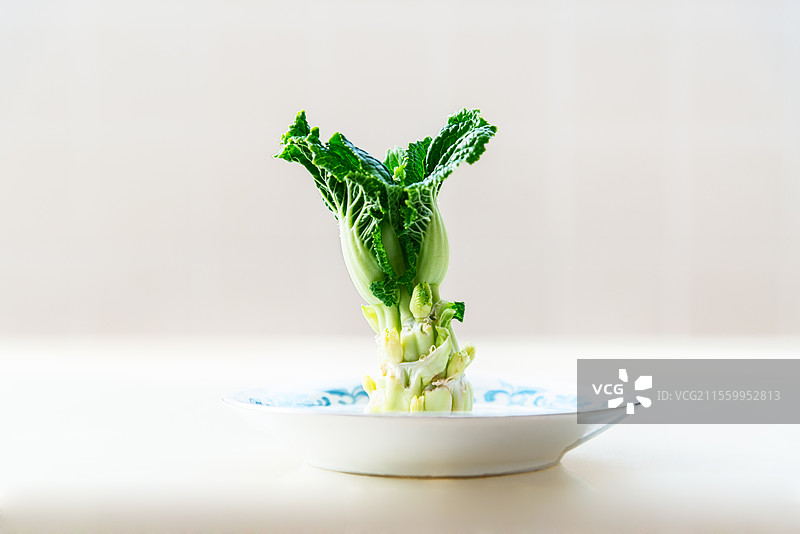 生新叶的小白菜芯图片素材