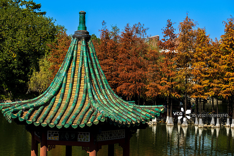 东莞可亭与落羽杉林的和谐美景图片素材