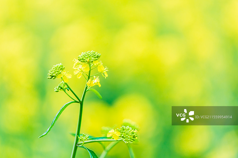 唯美油菜花图片素材