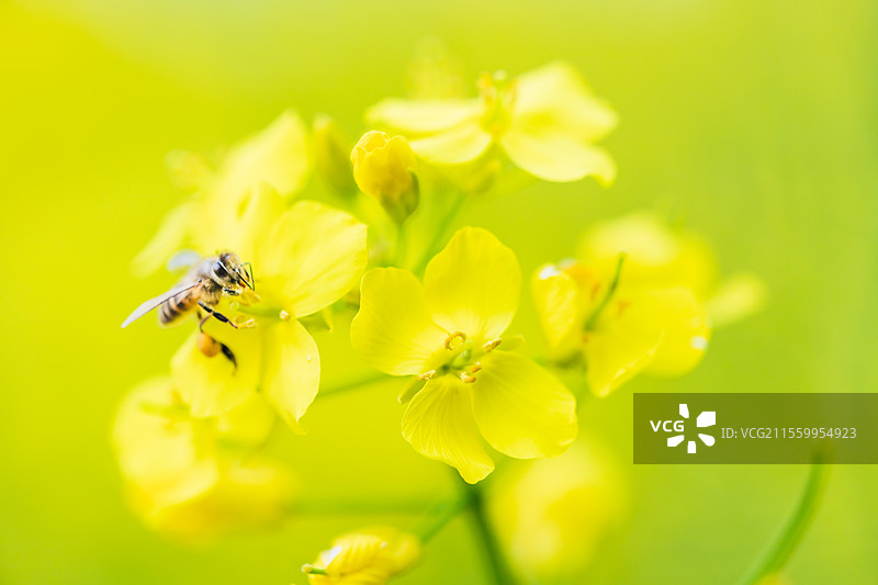 唯美油菜花图片素材