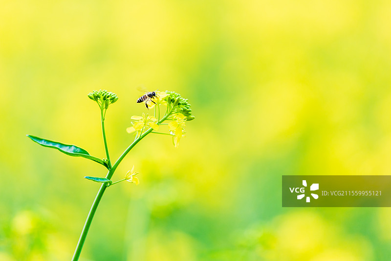 唯美油菜花图片素材