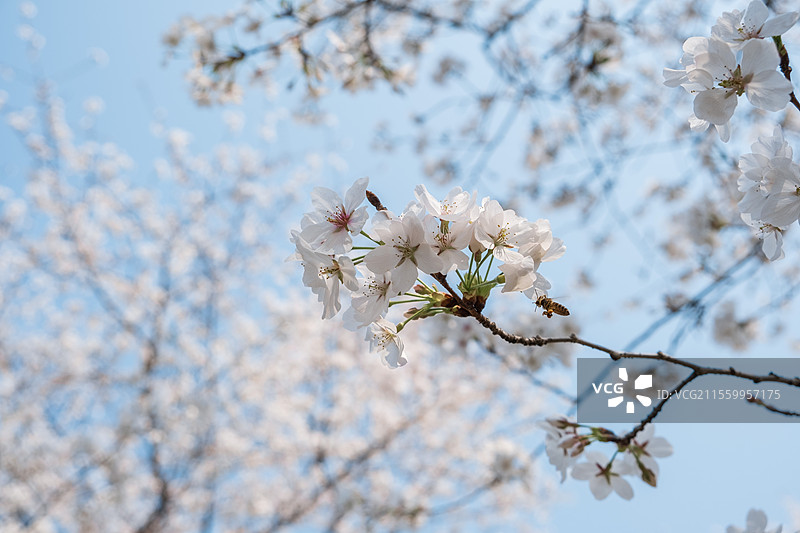 春日晴天樱花盛开风景图片素材