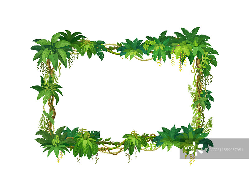 热带雨林中藤本植物的绿色叶子框架图片素材