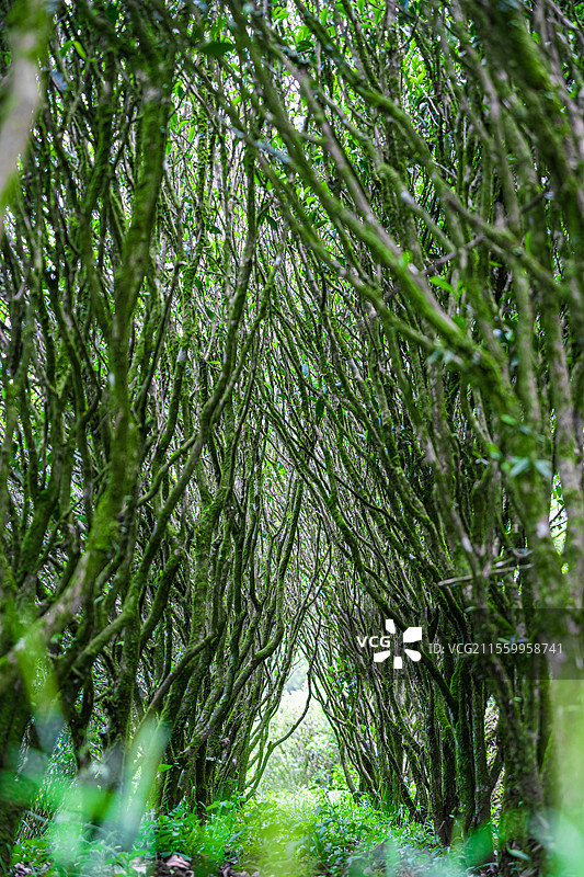 茶树 凤凰单丛 采茶图片素材