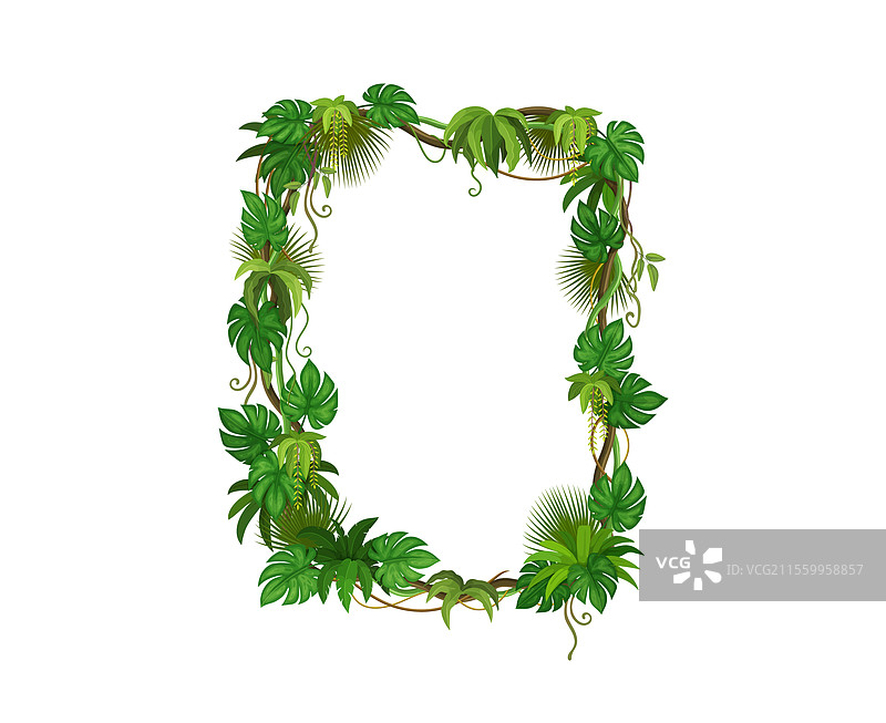 热带丛林的雨林藤蔓树枝框架图片素材