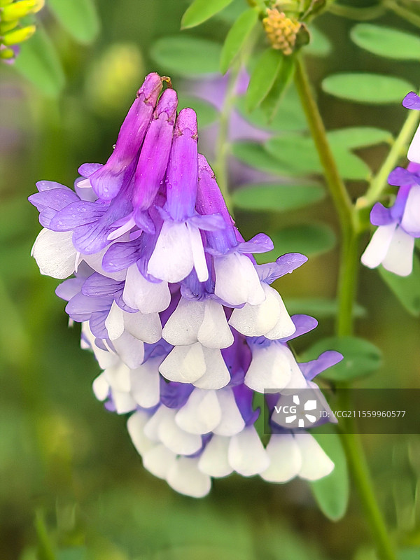 清明时节的苕子花，豆科，野豌豆属，春天的苕子花，苕子，绿肥作物图片素材
