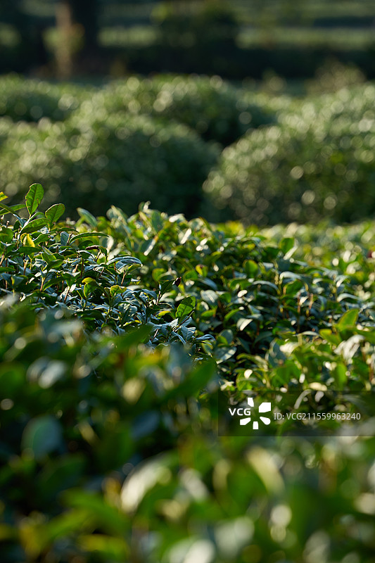 茶叶特写镜头图片素材