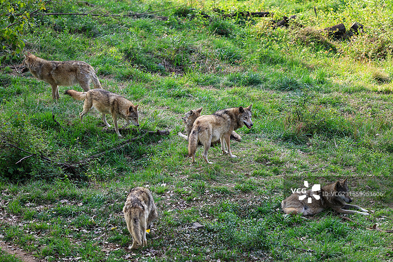 合肥动物园狼群图片素材