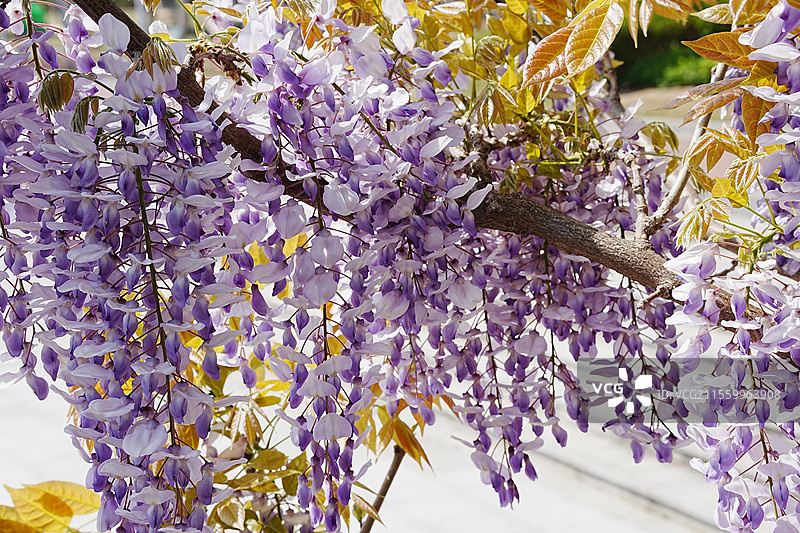 春日花朵盛开图片素材