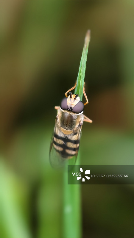 《马蝇》马蝇是双翅目胃蝇科虻属的一种昆虫。图片素材