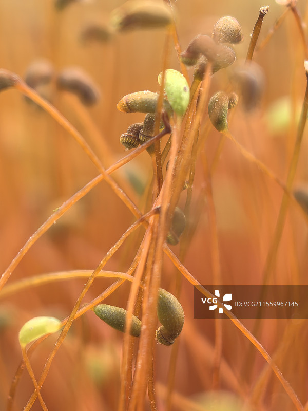 海湾森林公园-微观世界图片素材