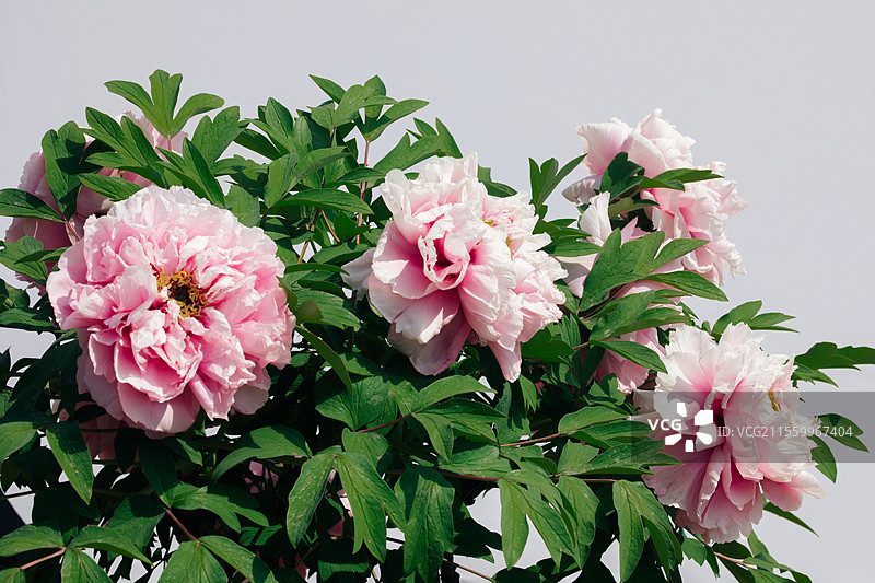 白色背景中的牡丹图片素材