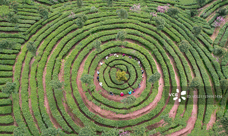 航拍湖北恩施市白杨坪乡洞下槽村恩施玉露有机茶基地美图图片素材
