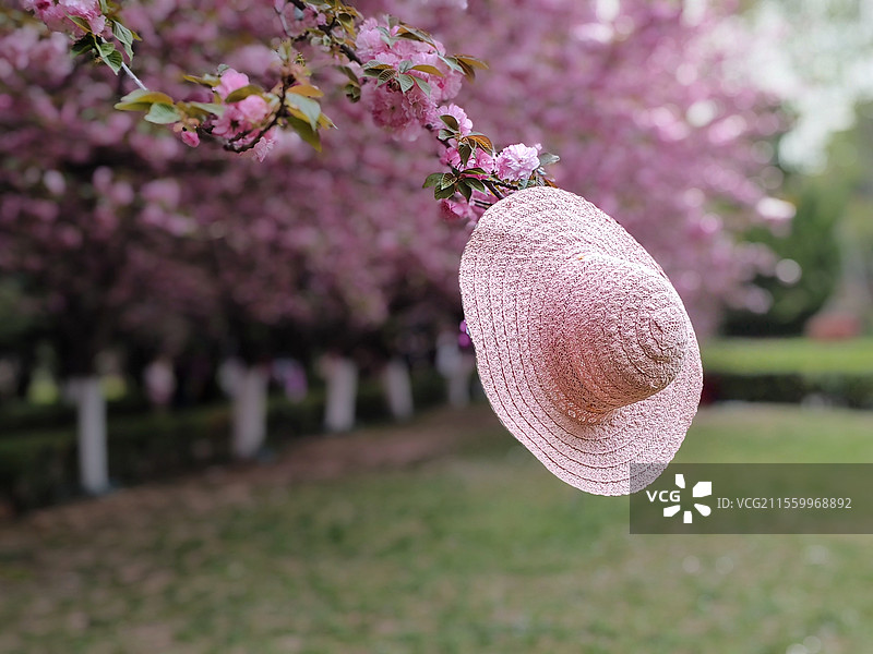 草帽粉樱相辉映图片素材