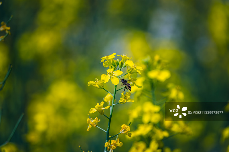 顾村公园内蜜蜂采油菜花蜜的特写图片素材