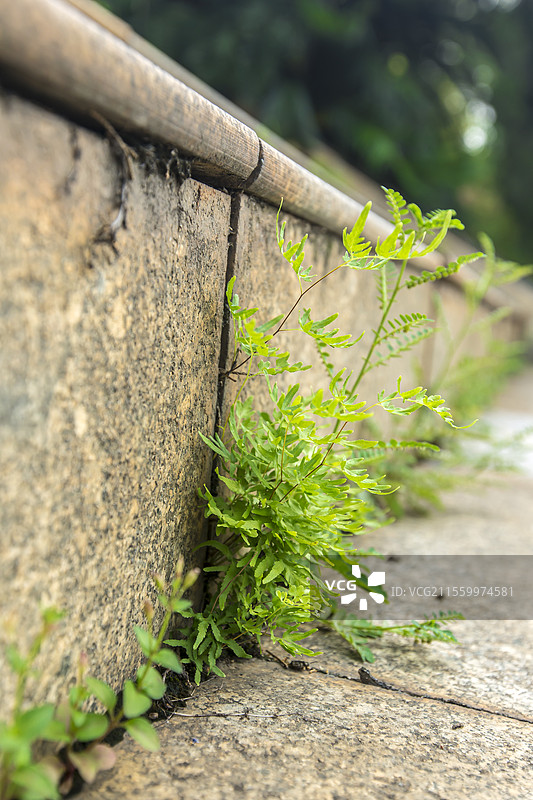 墙角生长的绿色植物图片素材