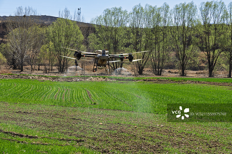 春天，植保无人机正在喷洒农药图片素材