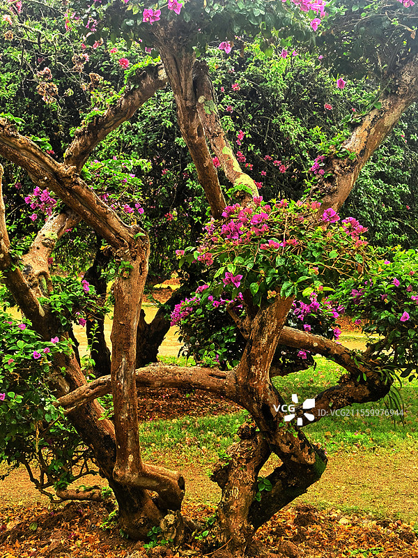 西双版纳热带花卉园三角梅图片素材