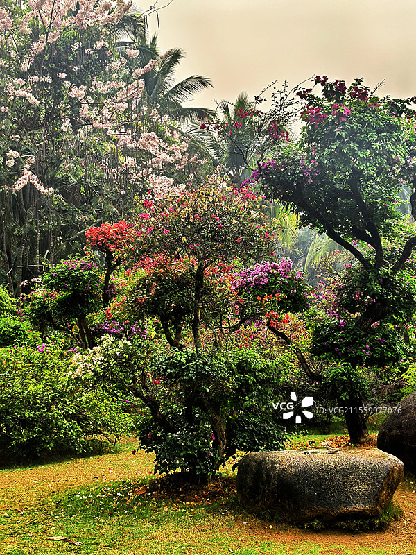 西双版纳热带花卉园植物群图片素材
