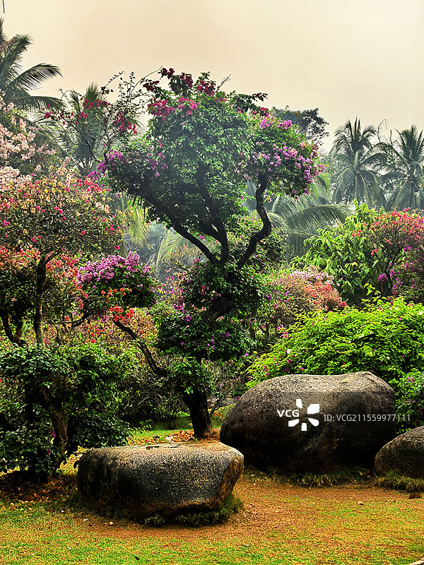 西双版纳热带花卉园图片素材