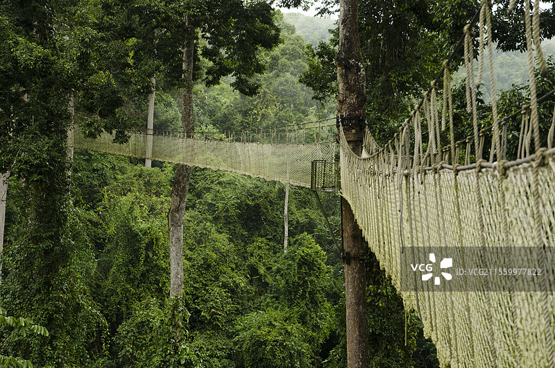 西双版纳热带雨林国家公园·望天树景区图片素材