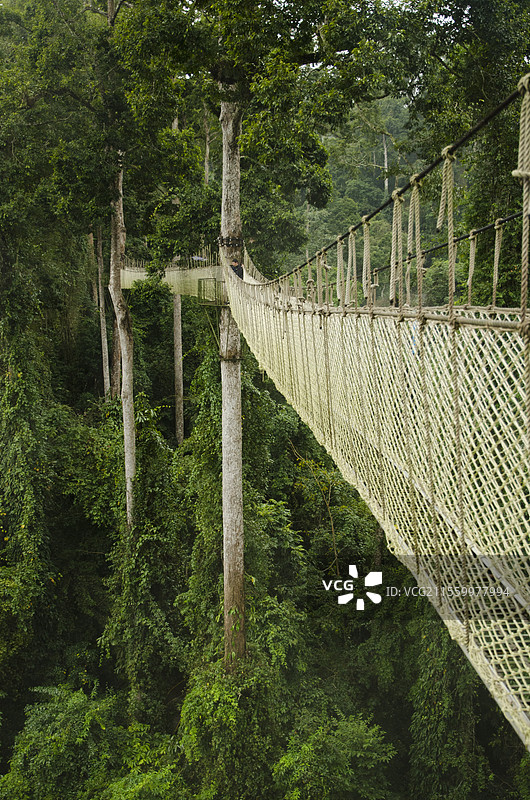 西双版纳热带雨林国家公园·望天树景区图片素材