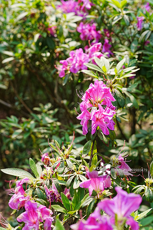 深圳笔架山公园景色及花展图片素材