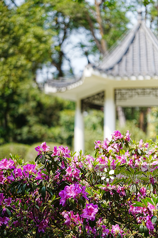 深圳笔架山公园景色及花展图片素材