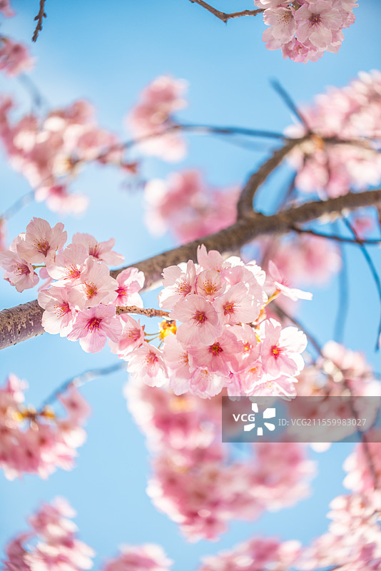 唯美的樱花图片素材