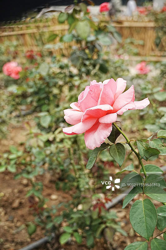 广州花都广场及周边图片素材