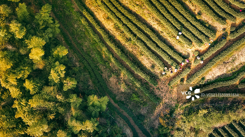 杭州茶园图片素材