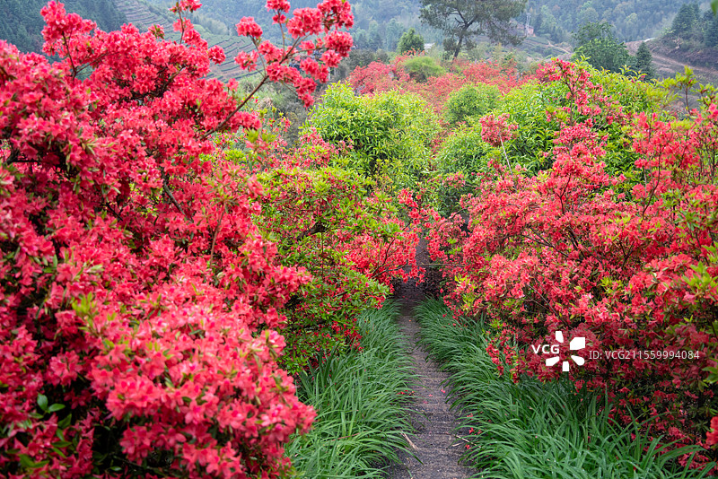 漳州华安奇峰生态茶园爱情天梯杜鹃花开图片素材