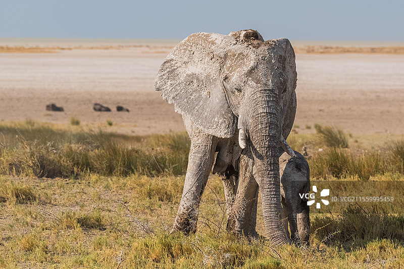 纳米比亚埃托沙自然保护区大象图片素材