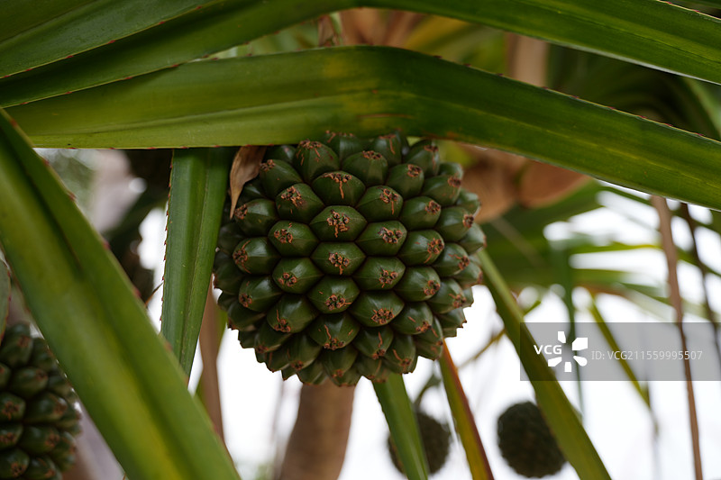 露兜树假菠萝图片素材