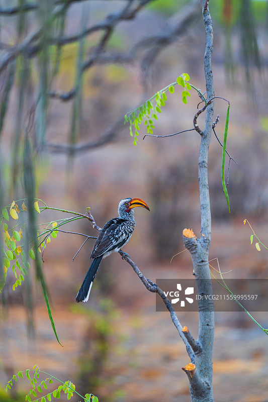 非洲纳米比亚埃托沙国家公园黄弯嘴犀鸟图片素材