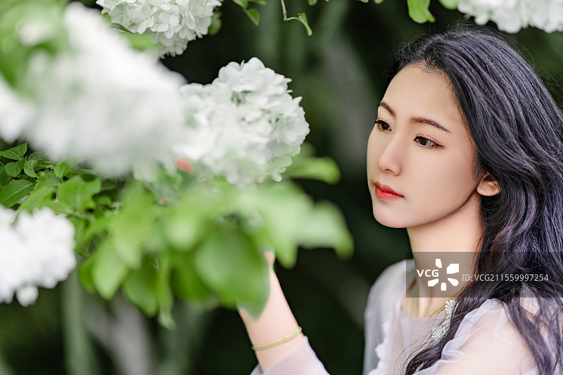绣球花图片素材