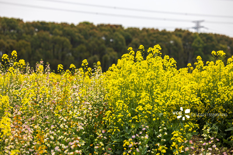 春季田野间正在盛开的油菜花美景图片素材