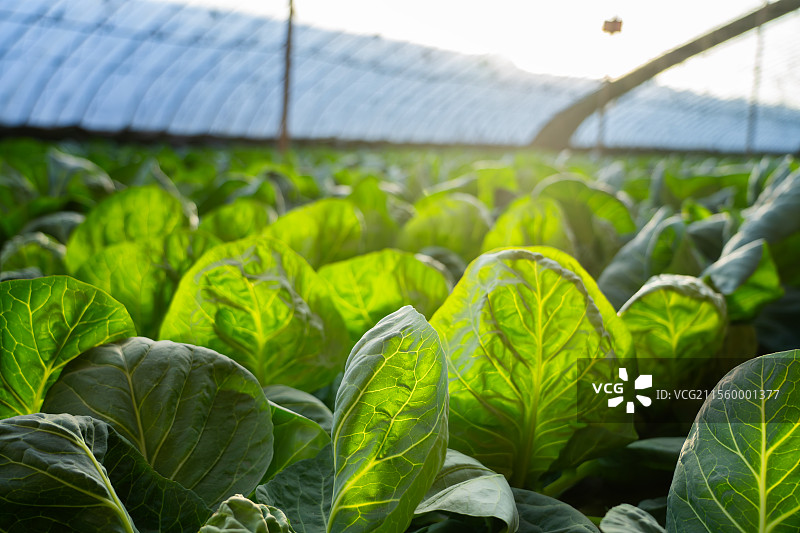 温室大棚里的有机蔬菜结球甘蓝图片素材