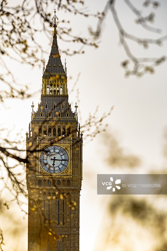 春天在绿芽下的大本钟图片素材