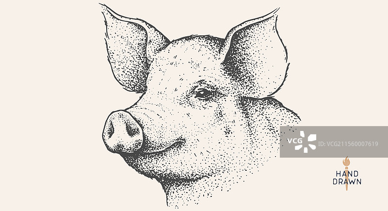 手绘的猪肉猪图片素材