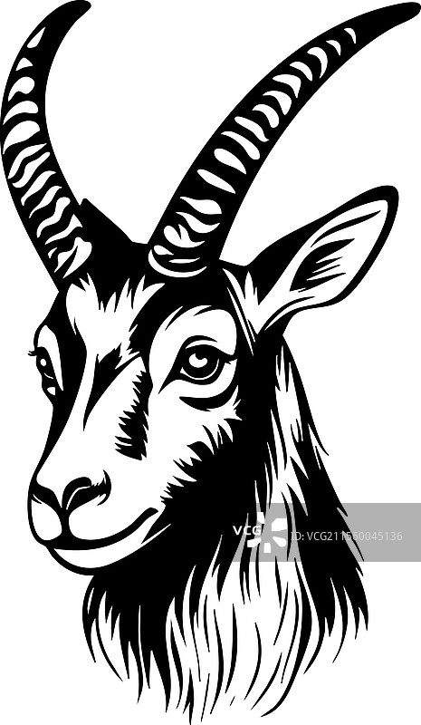 弯角的羚羊头部野生动物图片素材