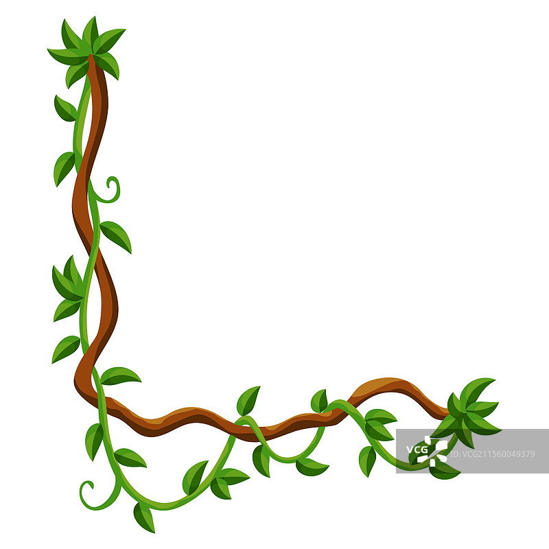 藤本植物丛林框架热带雨林藤本植物野生绿植图片素材