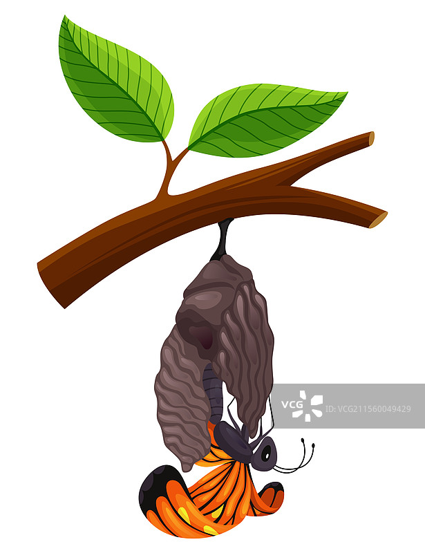 蝴蝶生命周期的阶段图片素材