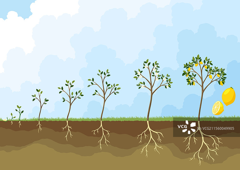柠檬树的生命周期生长阶段图片素材