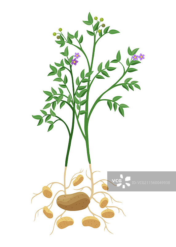 土豆植物生长过程，植物孤立在背景上图片素材