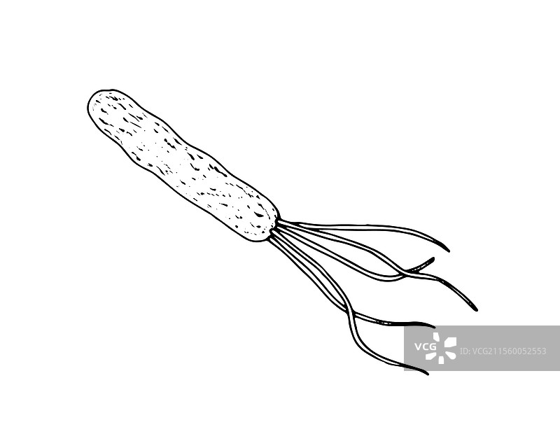 一种有束毛的细菌图片素材