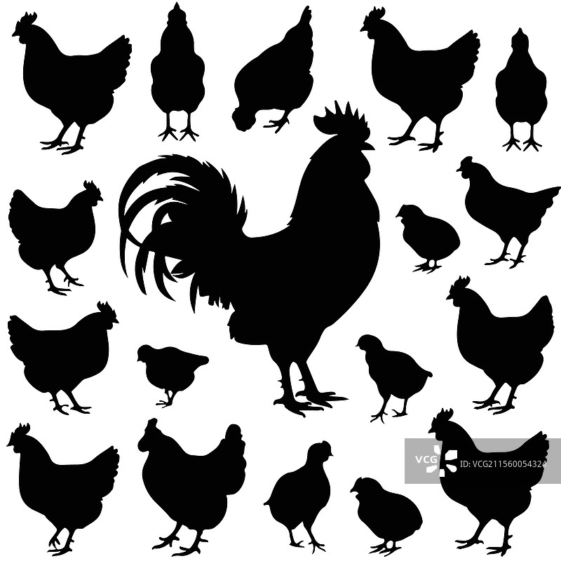 鸡和公鸡剪影套装图片素材