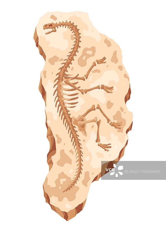 恐龙化石骨骼的挖掘图片素材